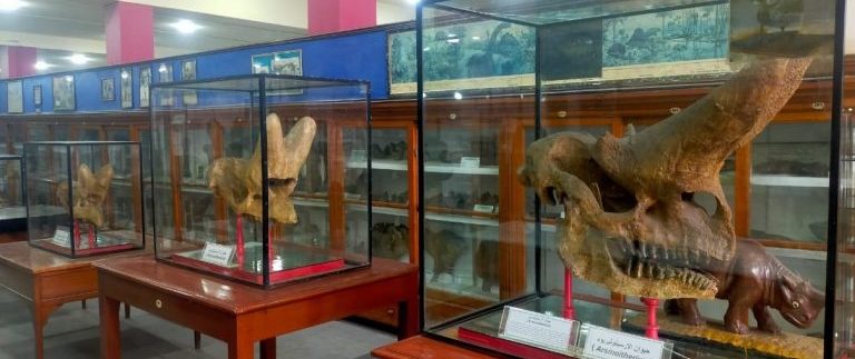 نموذج ديناصور هدية لكل زوار المتحف الجيولوجي المصري لحد نهاية إجازة نصف العام 2026