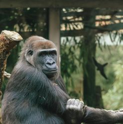 موعد افتتاح حديقة الحيوان بالجيزة 2026 بعد التطوير.. هل هيكون الافتتاح رسميًا في عيد الفطر؟