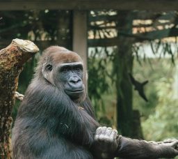 موعد افتتاح حديقة الحيوان بالجيزة 2026 بعد التطوير.. هل هيكون الافتتاح رسميًا في عيد الفطر؟