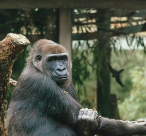 موعد افتتاح حديقة الحيوان بالجيزة 2026 بعد التطوير.. هل هيكون الافتتاح رسميًا في عيد الفطر؟ موعد افتتاح حديقة الحيوان بالجيزة 2026 بعد التطوير.. هل هيكون الافتتاح رسميًا في عيد الفطر؟