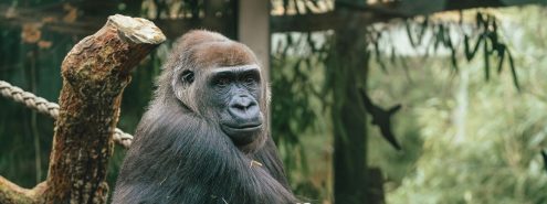 موعد افتتاح حديقة الحيوان بالجيزة 2026 بعد التطوير.. هل هيكون الافتتاح رسميًا في عيد الفطر؟