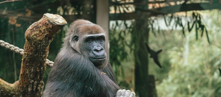 موعد افتتاح حديقة الحيوان بالجيزة 2026 بعد التطوير.. هل هيكون الافتتاح رسميًا في عيد الفطر؟