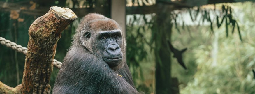 موعد افتتاح حديقة الحيوان بالجيزة 2026 بعد التطوير.. هل هيكون الافتتاح رسميًا في عيد الفطر؟