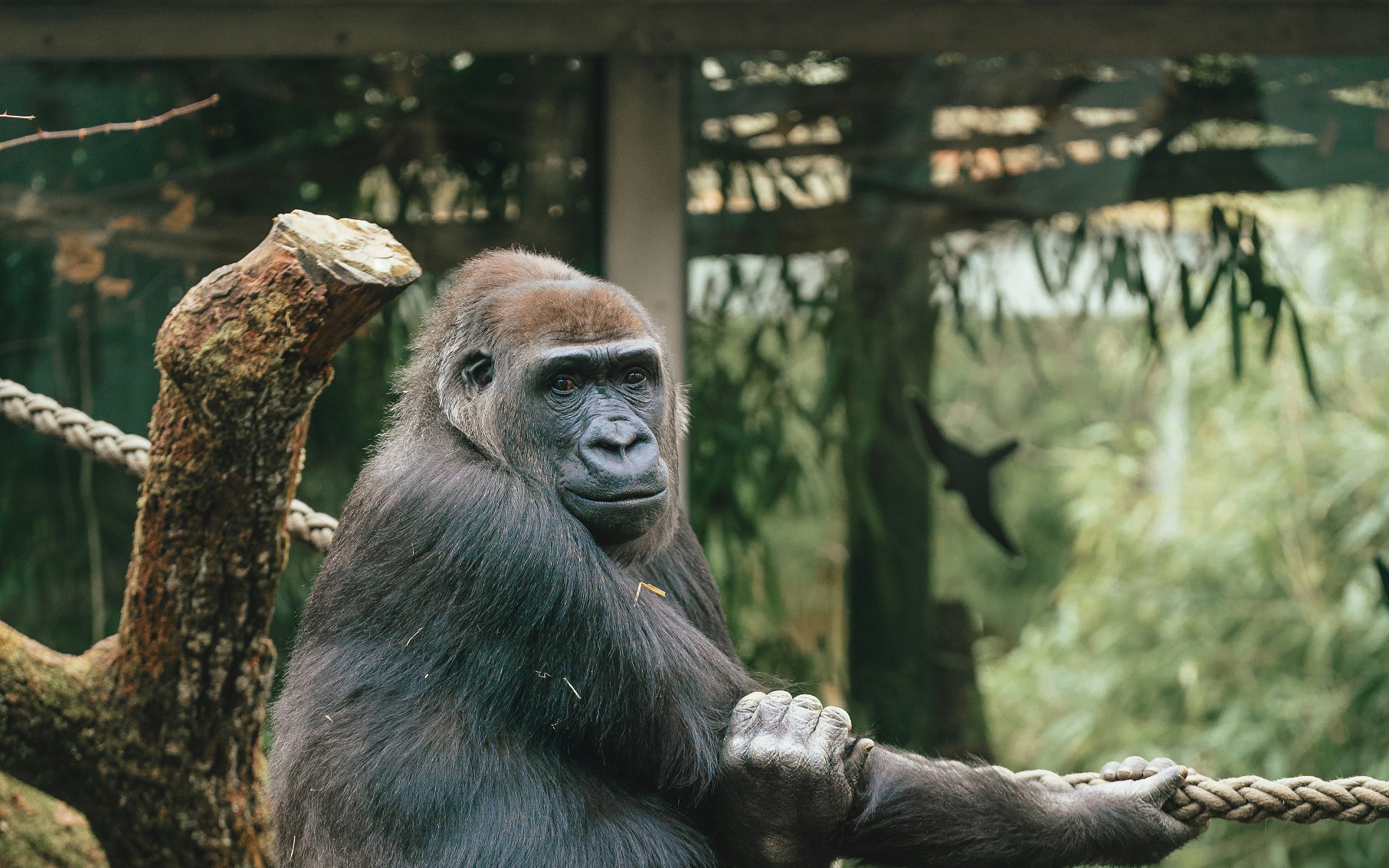 موعد افتتاح حديقة الحيوان بالجيزة 2026 بعد التطوير.. هل هيكون الافتتاح رسميًا في عيد الفطر؟