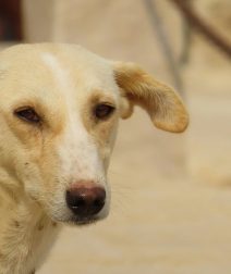 إزاي تتعامل مع الكلاب الضالة في شوارع القاهرة بدون خوف؟ دليلك العلمي للأمان والسلامة