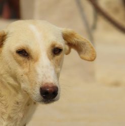 إزاي تتعامل مع الكلاب الضالة في شوارع القاهرة بدون خوف؟ دليلك العلمي للأمان والسلامة