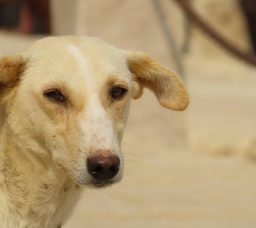 إزاي تتعامل مع الكلاب الضالة في شوارع القاهرة بدون خوف؟ دليلك العلمي للأمان والسلامة