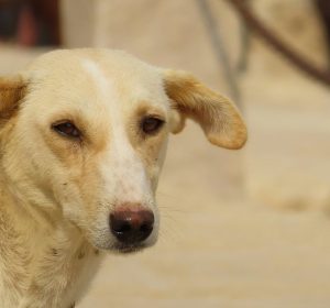 إزاي تتعامل مع الكلاب الضالة في شوارع القاهرة بدون خوف؟ دليلك العلمي للأمان والسلامة