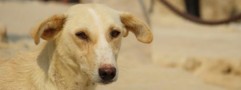 إزاي تتعامل مع الكلاب الضالة في شوارع القاهرة بدون خوف؟ دليلك العلمي للأمان والسلامة