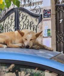 Stray Dogs: Experts’ Opinions on How to Deal with Them Safely