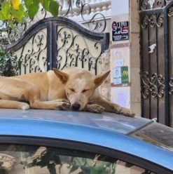 Stray Dogs: Experts’ Opinions on How to Deal with Them Safely