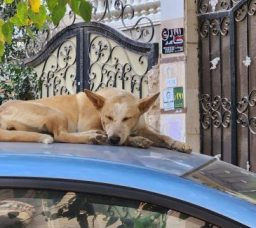 Stray Dogs: Experts’ Opinions on How to Deal with Them Safely