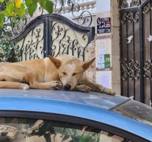 Stray Dogs: Experts’ Opinions on How to Deal with Them Safely