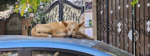Stray Dogs: Experts’ Opinions on How to Deal with Them Safely