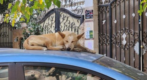 Stray Dogs: Experts’ Opinions on How to Deal with Them Safely