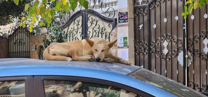 Stray Dogs: Experts’ Opinions on How to Deal with Them Safely