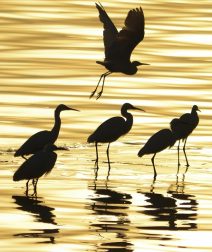 فسحة عيد الفطر 2026 في الفيوم.. دليلك لأجمل الأماكن السياحية والأنشطة وسط الطبيعة