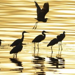 فسحة عيد الفطر 2026 في الفيوم.. دليلك لأجمل الأماكن السياحية والأنشطة وسط الطبيعة