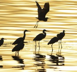 فسحة عيد الفطر 2026 في الفيوم.. دليلك لأجمل الأماكن السياحية والأنشطة وسط الطبيعة