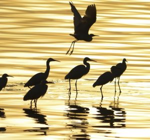 فسحة عيد الفطر 2026 في الفيوم.. دليلك لأجمل الأماكن السياحية والأنشطة وسط الطبيعة