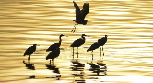 فسحة عيد الفطر 2026 في الفيوم.. دليلك لأجمل الأماكن السياحية والأنشطة وسط الطبيعة