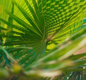 دليل كايرو360: 10 حدائق في القاهرة لفسحة العيد 2026 بأسعار تذاكر على قد الإيد دليل كايرو360: 10 حدائق في القاهرة لفسحة العيد 2026 بأسعار تذاكر على قد الإيد