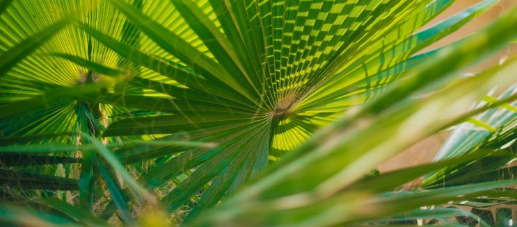 دليل كايرو360: 10 حدائق في القاهرة لفسحة العيد 2026 بأسعار تذاكر على قد الإيد