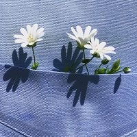 أحلى خروجة في شم النسيم 2026: لفة وسط الورد في معرض زهور الربيع بالدقي