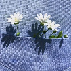 أحلى خروجة في شم النسيم 2026: لفة وسط الورد في معرض زهور الربيع بالدقي