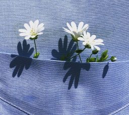 أحلى خروجة في شم النسيم 2026: لفة وسط الورد في معرض زهور الربيع بالدقي