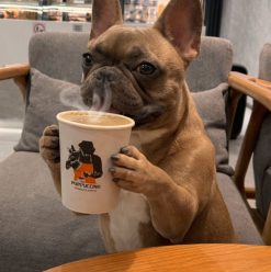 Pet-Friendly Cafés in Cairo: Where Coffee Lovers and Pets Can Spend Time Together