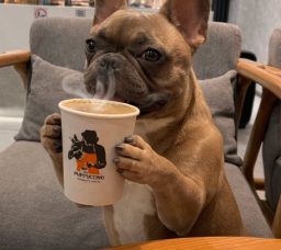 Pet-Friendly Cafés in Cairo: Where Coffee Lovers and Pets Can Spend Time Together