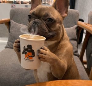 Pet-Friendly Cafés in Cairo: Where Coffee Lovers and Pets Can Spend Time Together