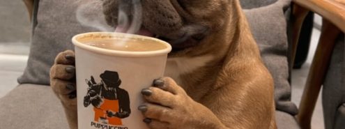 Pet-Friendly Cafés in Cairo: Where Coffee Lovers and Pets Can Spend Time Together