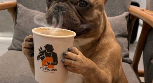 Pet-Friendly Cafés in Cairo: Where Coffee Lovers and Pets Can Spend Time Together