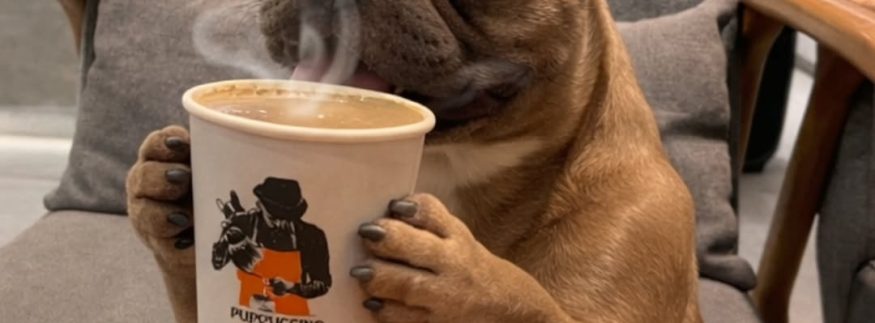 Pet-Friendly Cafés in Cairo: Where Coffee Lovers and Pets Can Spend Time Together