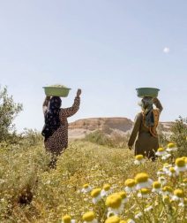 Best Farm Day Trips in and Around Cairo for a Countryside Escape