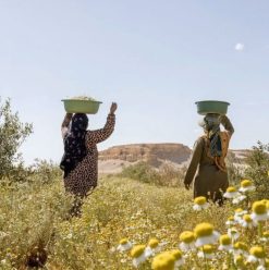 Best Farm Day Trips in and Around Cairo for a Countryside Escape