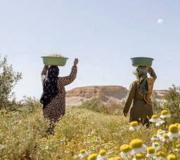 Best Farm Day Trips in and Around Cairo for a Countryside Escape