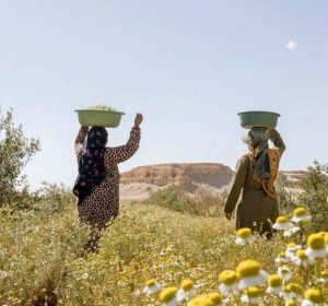 Best Farm Day Trips in and Around Cairo for a Countryside Escape