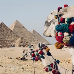 من المتحف المصري الكبير لـ عرض الصوت والضوء.. دليلك لقضاء يوم كامل في منطقة أهرامات الجيزة 2026